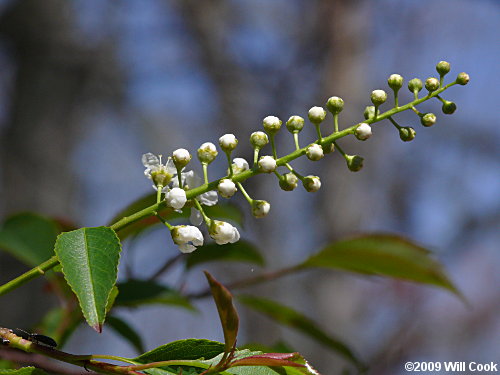 Black Cherry (Prunus serotina) flowers