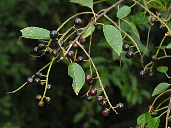 Black Cherry (Prunus serotina) fruit