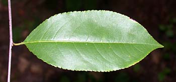 Black Cherry (Prunus serotina) leaves