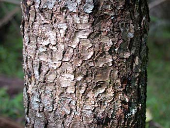 Black Cherry (Prunus serotina) bark