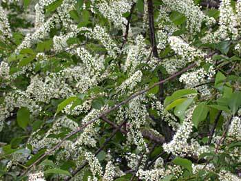 Black Cherry (Prunus serotina) flowers