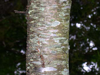 Black Cherry (Prunus serotina) bark