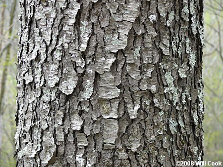 Black Cherry (Prunus serotina) bark