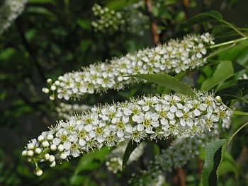 Black Cherry (Prunus serotina) flowers