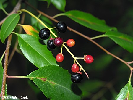 Black Cherry (Prunus serotina) fruit