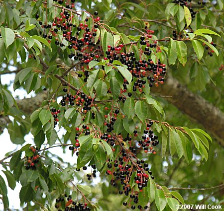 Black Cherry (Prunus serotina) fruit