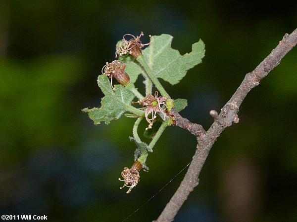 Hog Plum, Flatwoods Plum (Prunus umbellata)