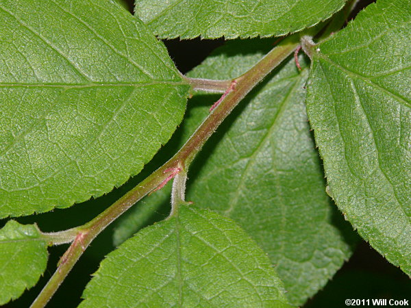 Hog Plum, Flatwoods Plum (Prunus umbellata)