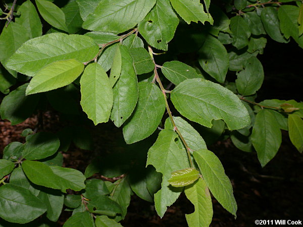 Hog Plum, Flatwoods Plum (Prunus umbellata)