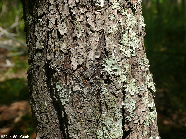 Hog Plum, Flatwoods Plum (Prunus umbellata)