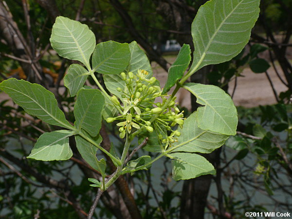 Hoptree (Ptelea trifoliata)