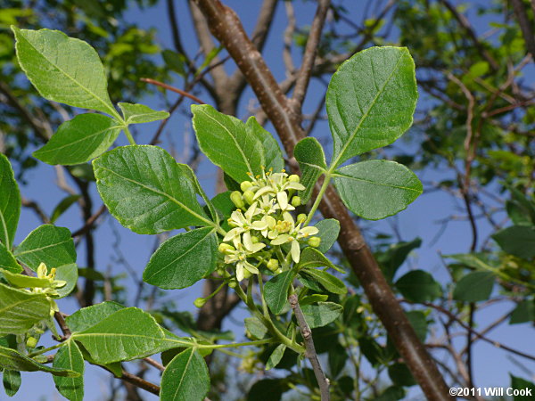 Hoptree (Ptelea trifoliata)