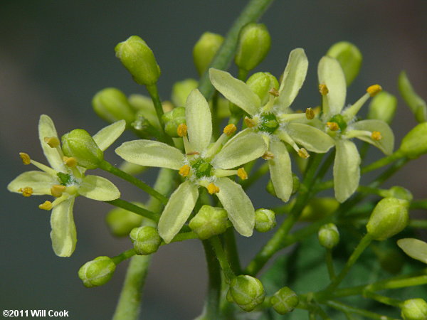 Hoptree (Ptelea trifoliata)