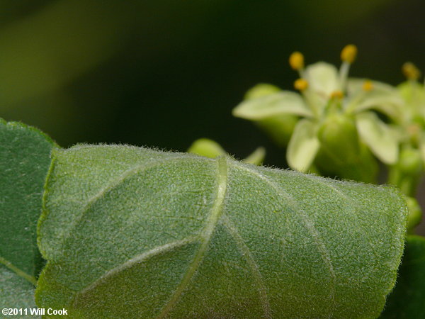 Hoptree (Ptelea trifoliata)