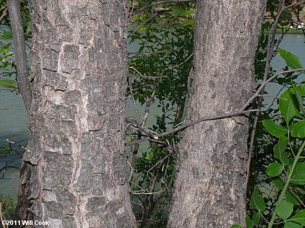 Hoptree (Ptelea trifoliata) bark