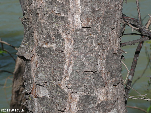 Hoptree (Ptelea trifoliata) bark