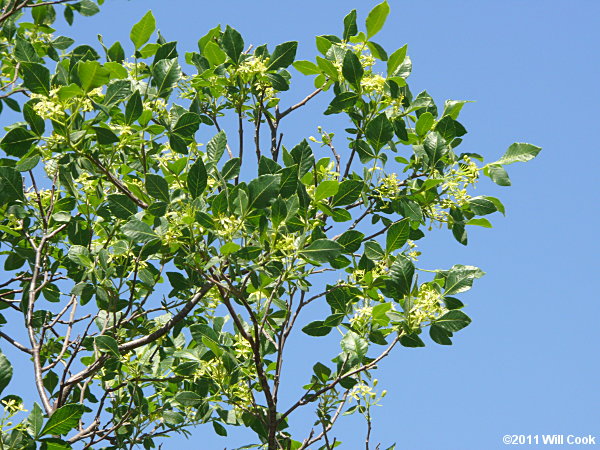 Hoptree (Ptelea trifoliata)