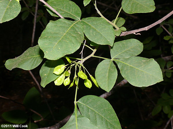 Hoptree (Ptelea trifoliata)