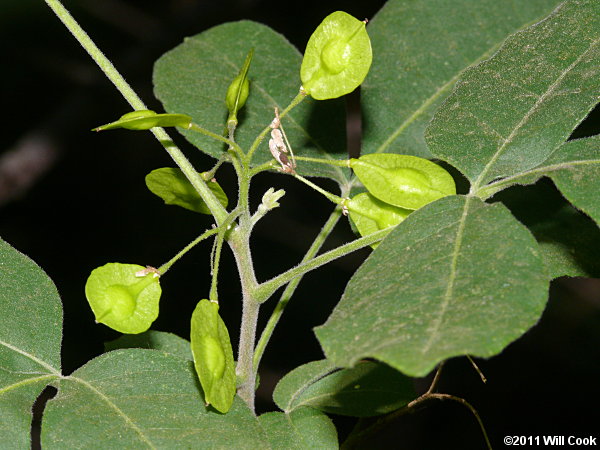 Hoptree (Ptelea trifoliata)