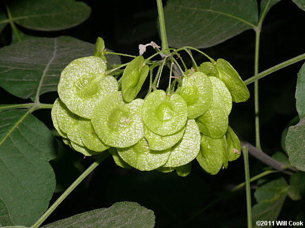 Hoptree (Ptelea trifoliata)