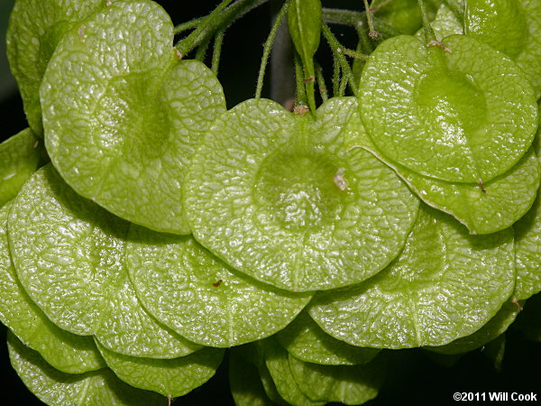 Hoptree (Ptelea trifoliata)