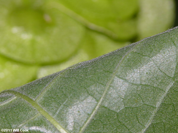 Hoptree (Ptelea trifoliata)