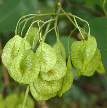 Hoptree (Ptelea trifoliata)