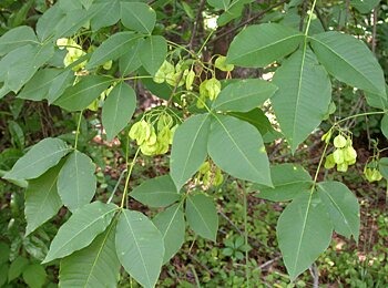 Hoptree (Ptelea trifoliata)