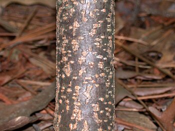 Hoptree (Ptelea trifoliata)