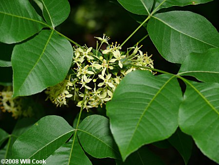 Hoptree (Ptelea trifoliata)