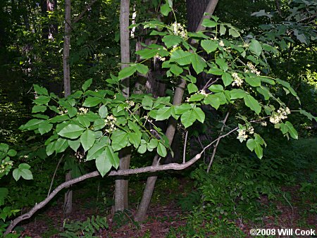 Hoptree (Ptelea trifoliata)