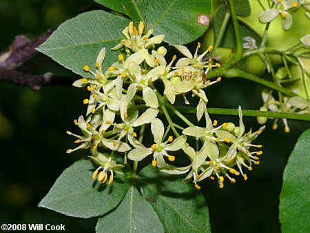 Hoptree (Ptelea trifoliata)