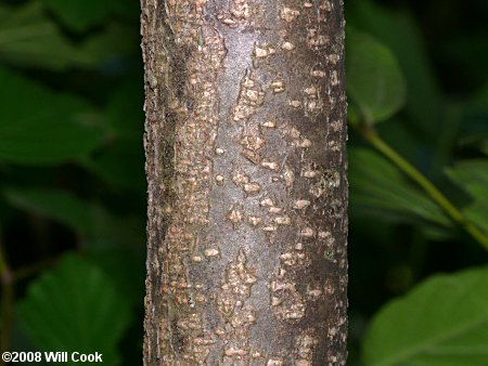 Hoptree (Ptelea trifoliata)