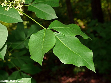 Hoptree (Ptelea trifoliata)