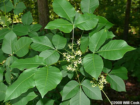 Hoptree (Ptelea trifoliata)