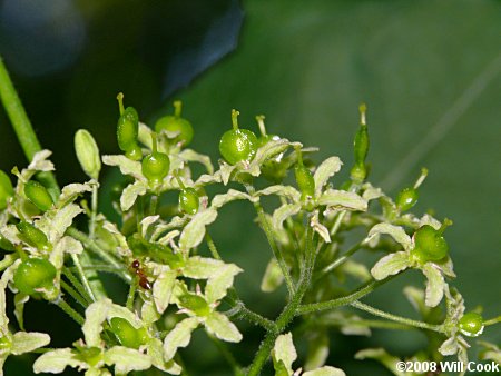 Hoptree (Ptelea trifoliata)