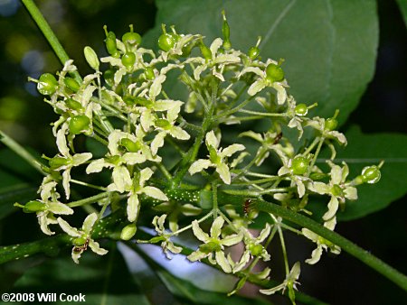 Hoptree (Ptelea trifoliata)