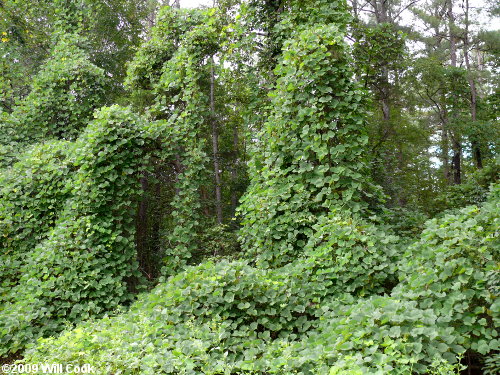 Kudzu (Pueraria montana var. lobata)