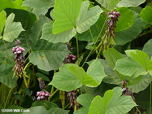 Kudzu (Pueraria montana var. lobata)