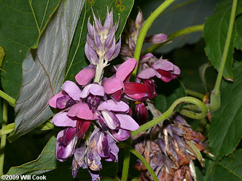 Kudzu (Pueraria montana var. lobata)