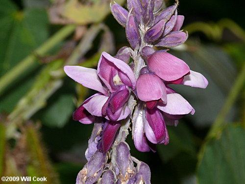 Kudzu (Pueraria montana var. lobata)