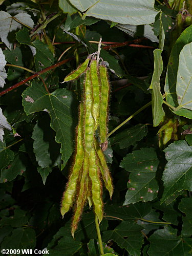 Kudzu (Pueraria montana var. lobata)