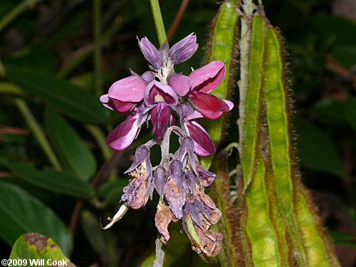 Kudzu (Pueraria montana var. lobata)