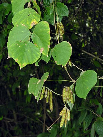 Kudzu (Pueraria montana var. lobata)