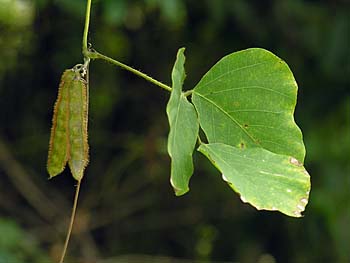 Kudzu (Pueraria montana var. lobata)