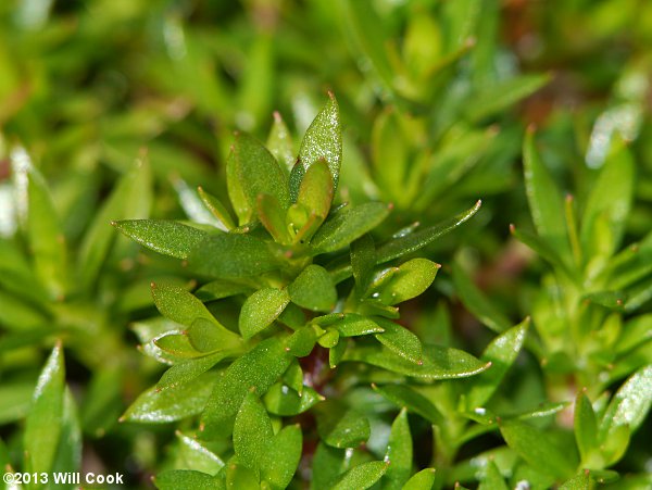 Common Pyxie-moss (Pyxidanthera barbulata)