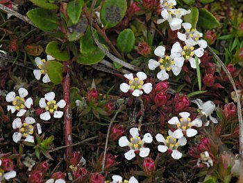 Common Pyxie-moss (Pyxidanthera barbulata)