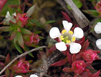 Common Pyxie-moss (Pyxidanthera barbulata)