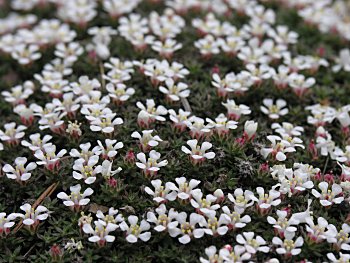 Sandhills Pyxie-moss (Pyxidanthera brevifolia) flowers