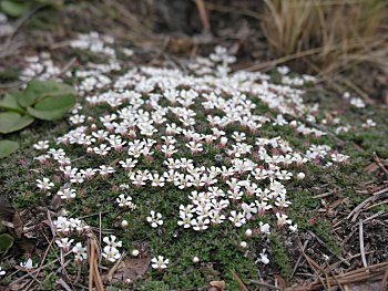 Sandhills Pyxie-moss (Pyxidanthera brevifolia) flowers